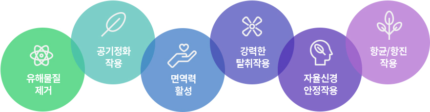 피톤치드 이미지